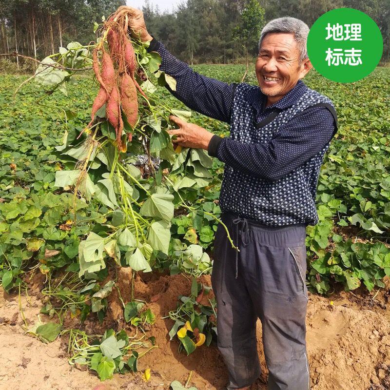 富硒地瓜有点苦