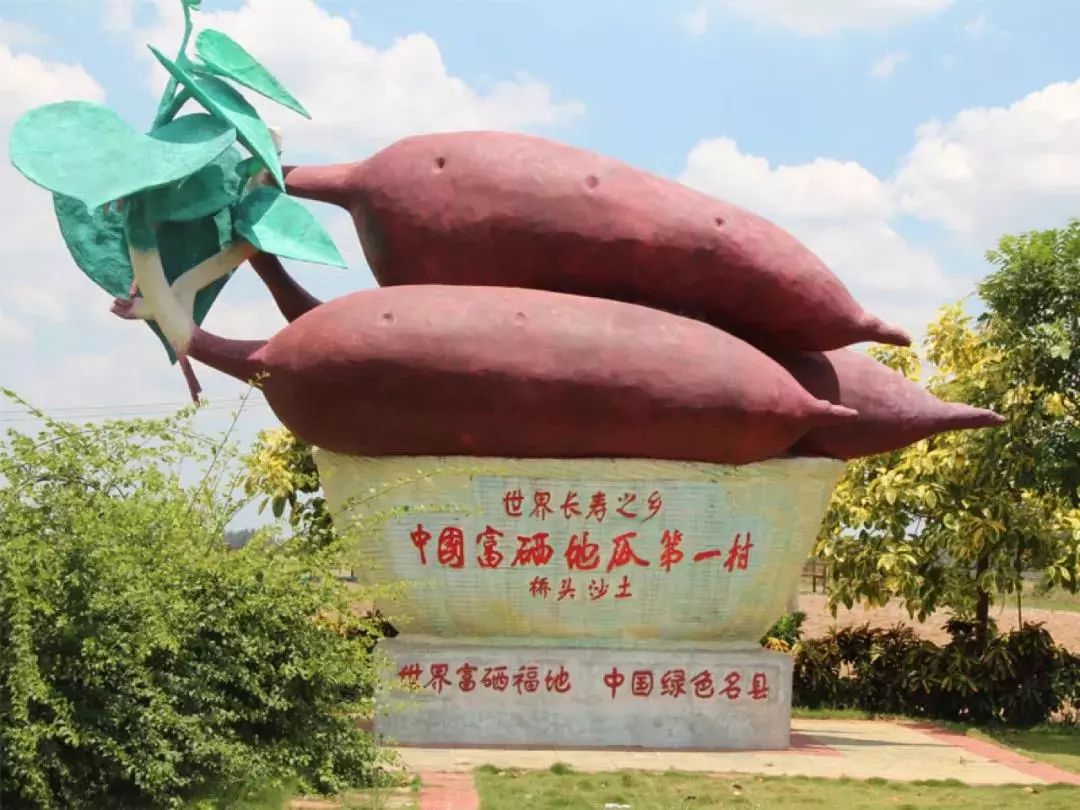 富硒地瓜蒸多久