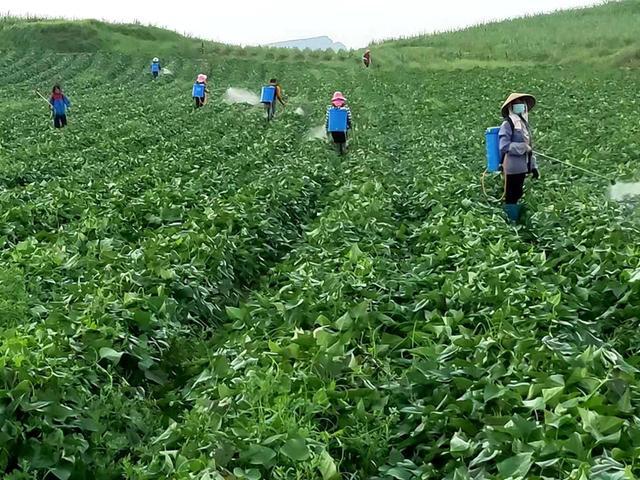 富硒地瓜能烤吗