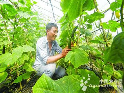 胡萝卜种子价格