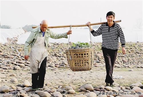 奉化芋头价格