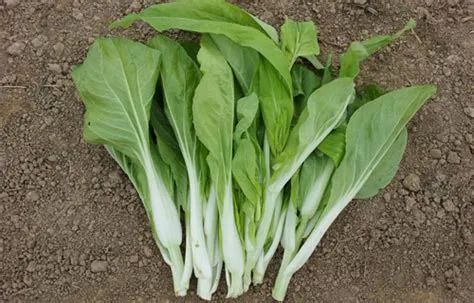 富硒蔬菜 含量