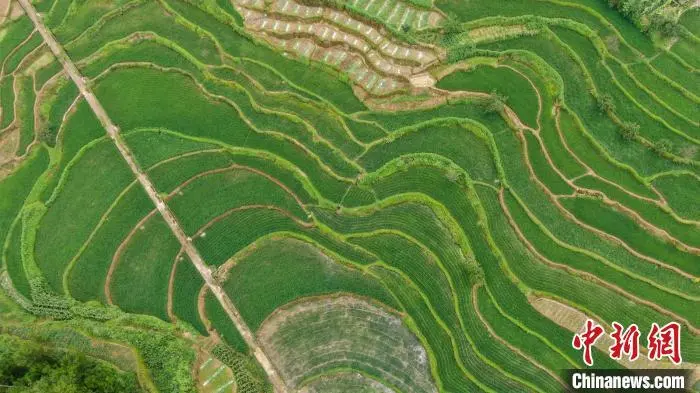 蔬菜高富硒浓度