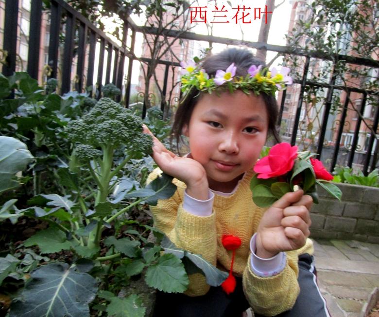 富硒蔬菜西兰花