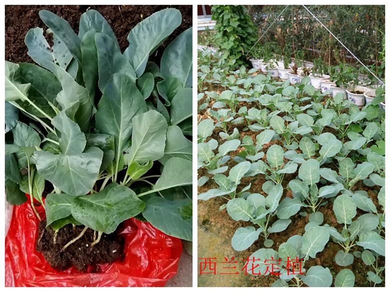 富硒蔬菜西兰花