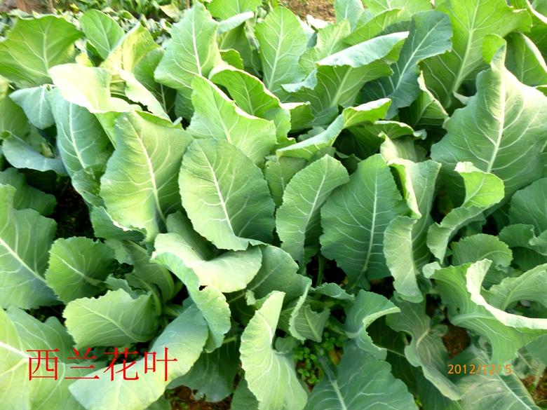 富硒蔬菜西兰花