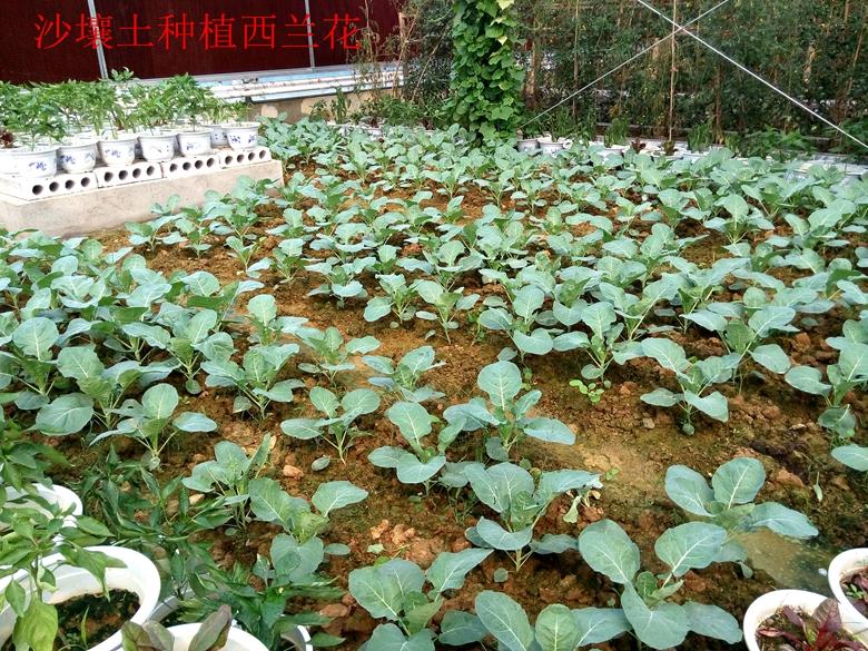 富硒蔬菜西兰花