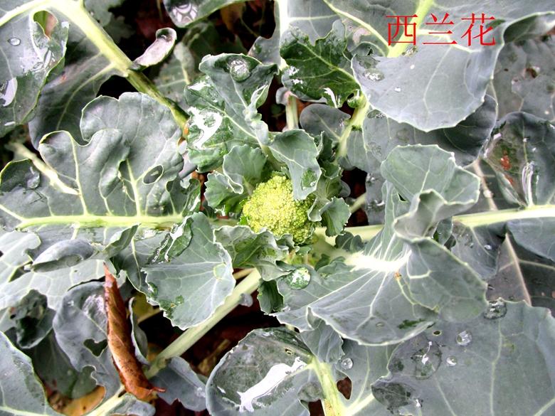 富硒蔬菜西兰花