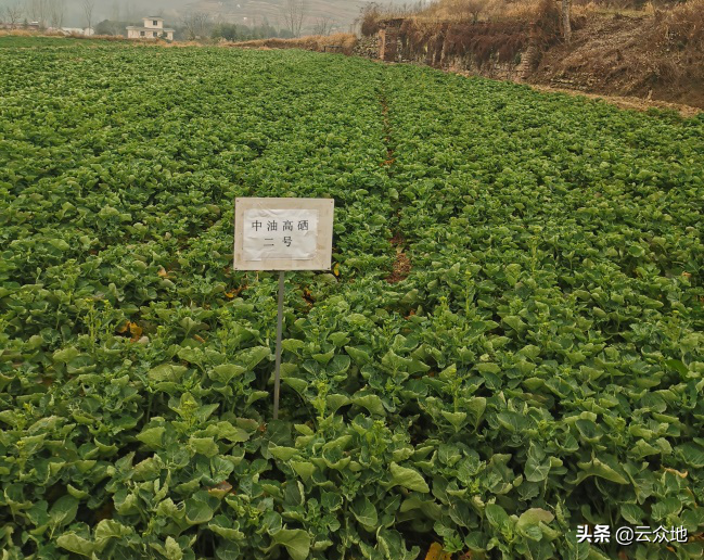 哪里有富硒蔬菜