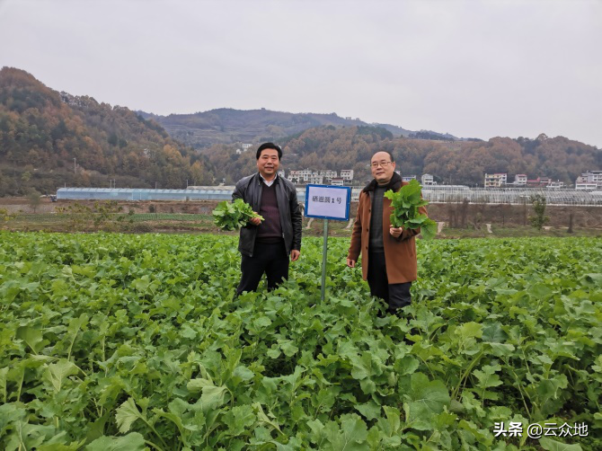 哪里有富硒蔬菜