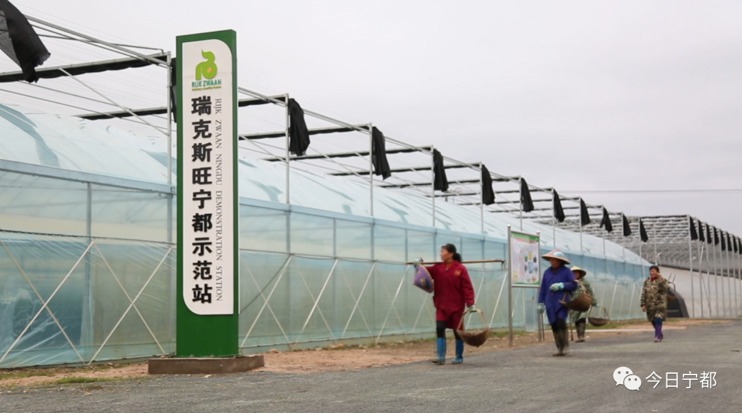 宁都县富硒蔬菜
