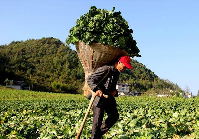 怎么做富硒蔬菜