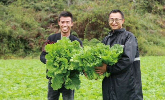 富硒蔬菜靠谱吗