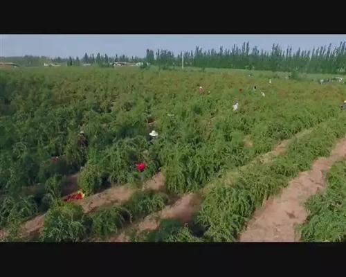 嘉峪关富硒水果