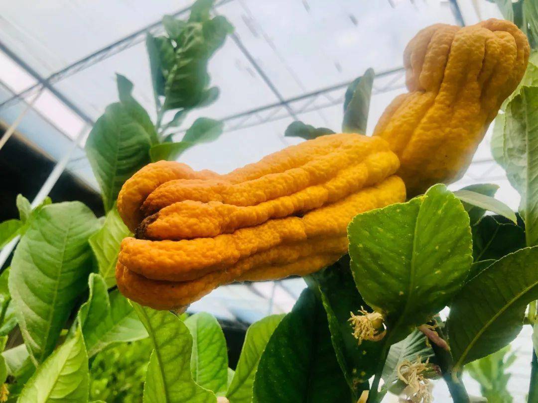 富硒蔬菜佛手瓜