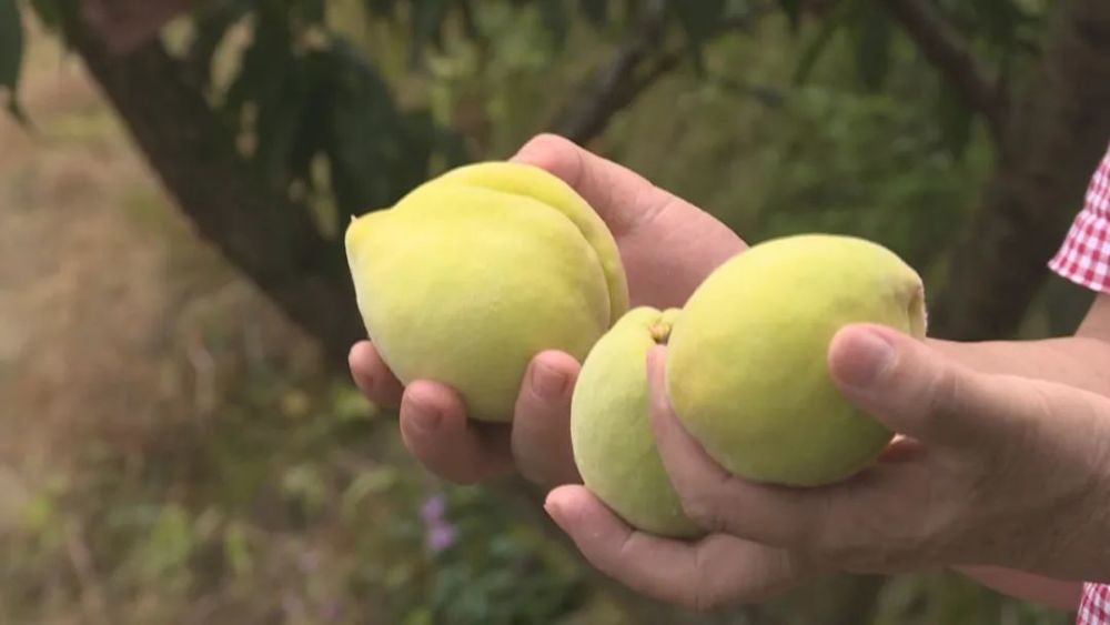 富硒蔬菜种植园