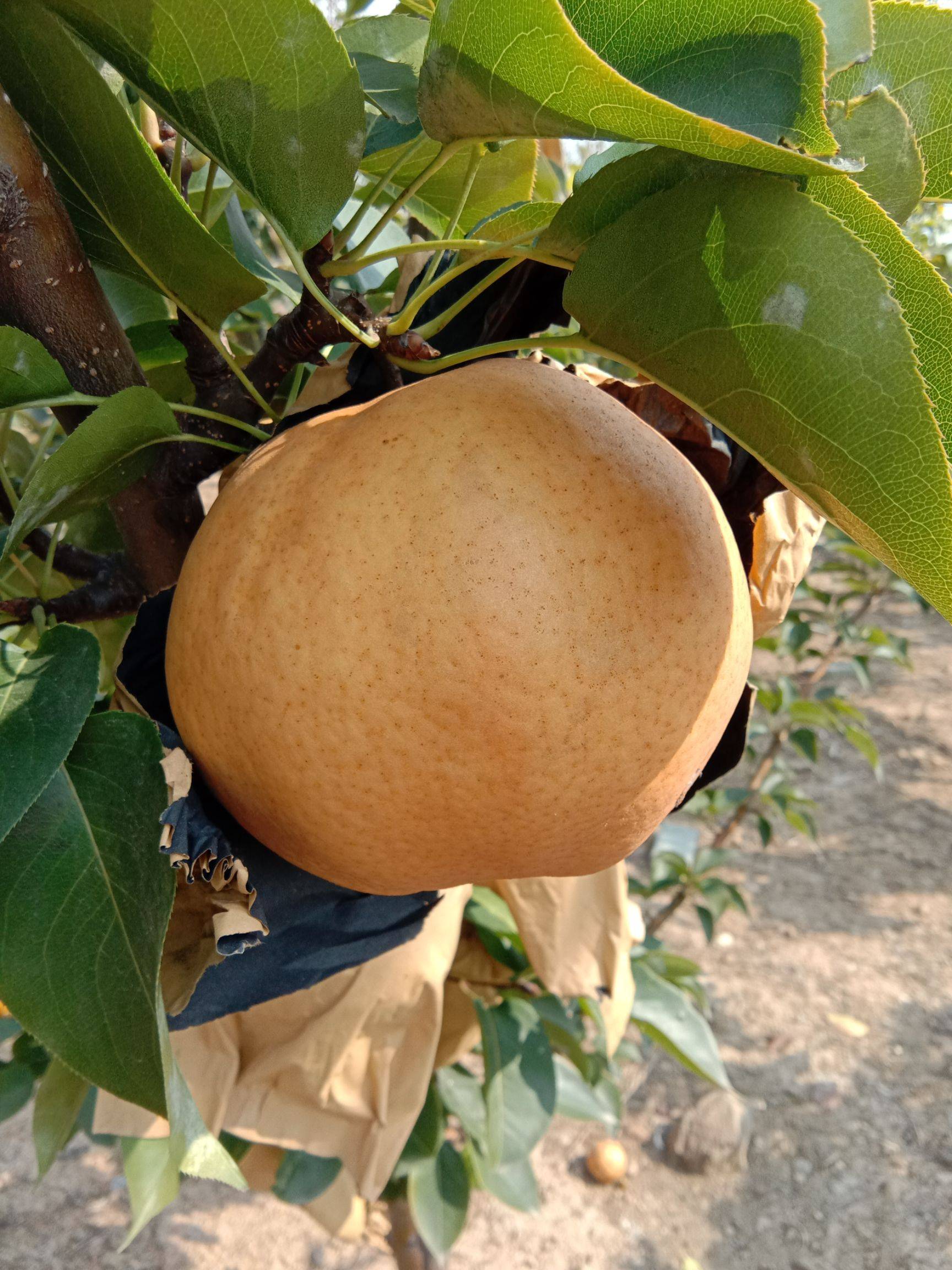 富硒水果的意义