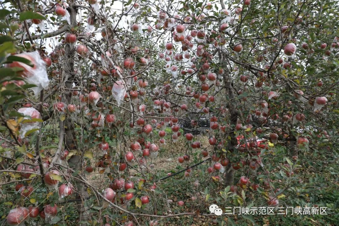 富硒水果的未来