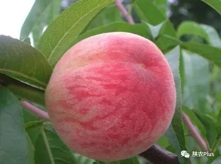 富硒水果树价格