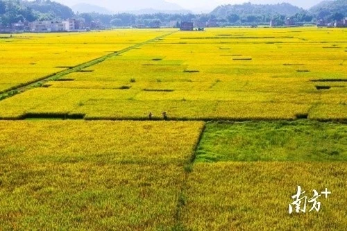 张店富硒水果苗