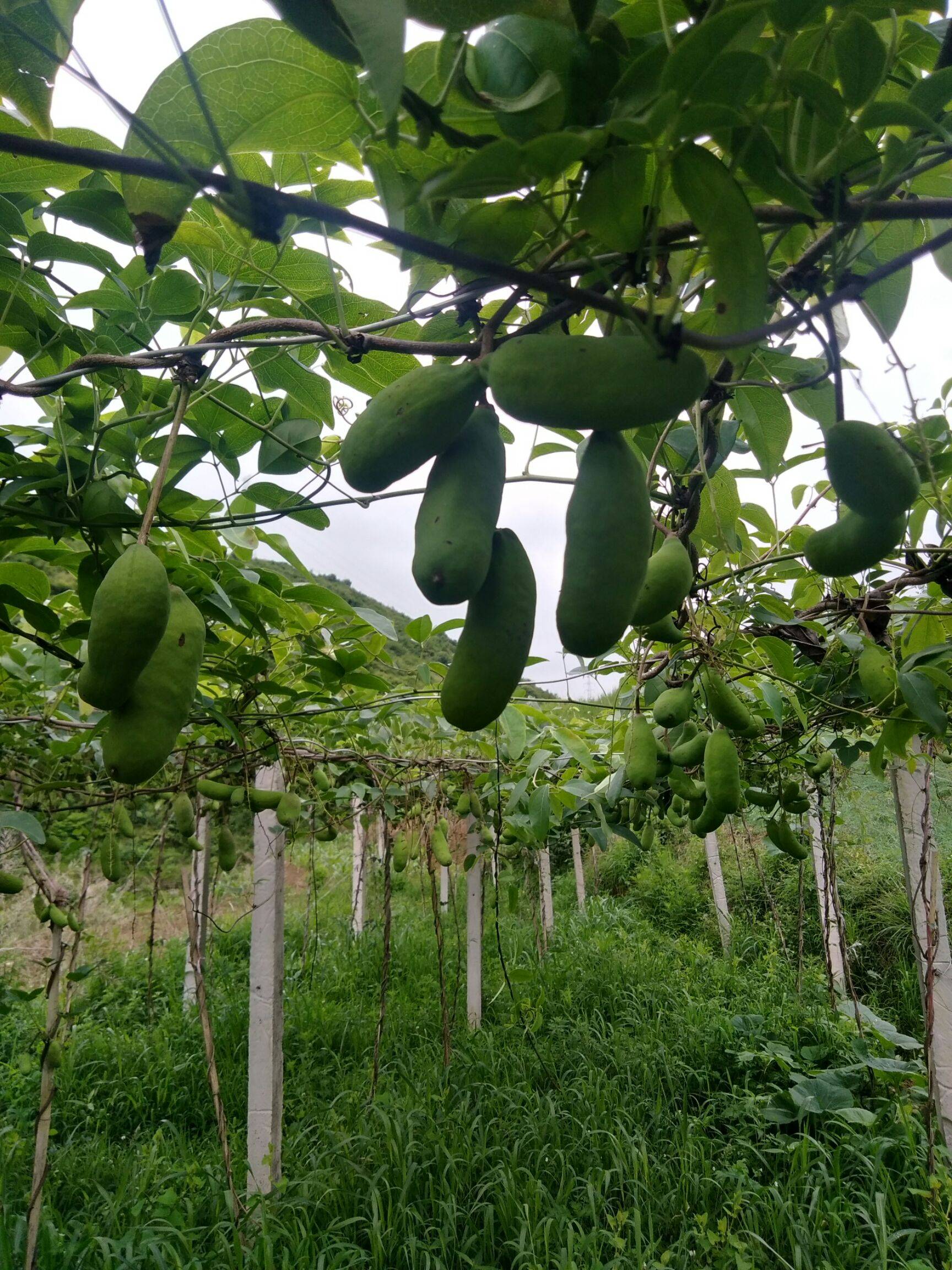 富硒水果的意思