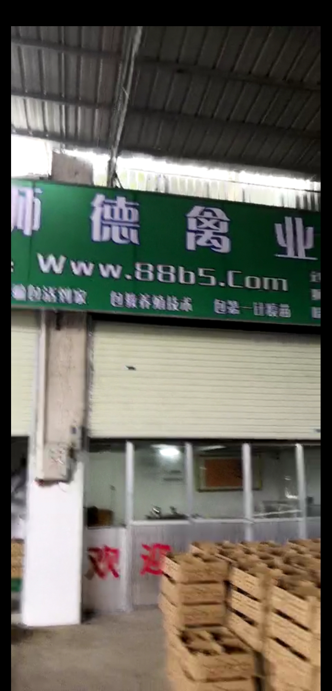 养殖）福州闽侯鸭苗+图片-百色鹅苗价格欢迎您