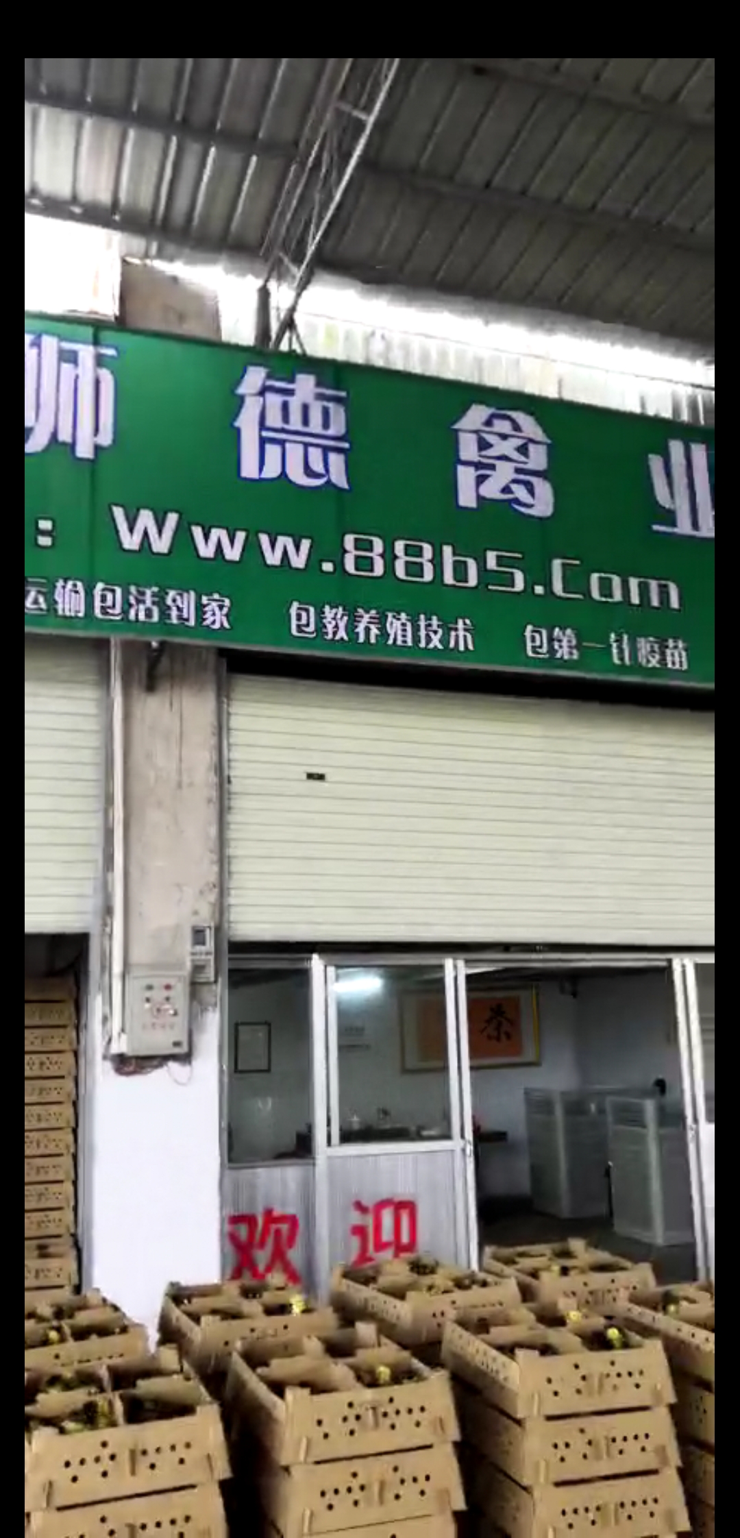 养殖）福州闽侯鸭苗+图片-百色鹅苗价格欢迎您
