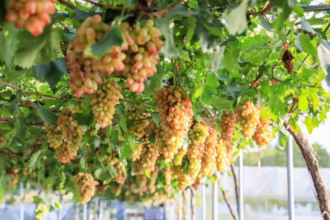 水果店富硒葡萄