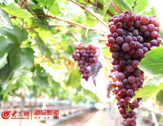 水果店富硒葡萄