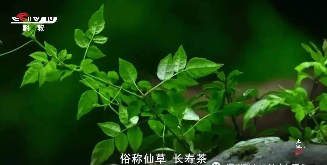 藤匠人富硒莓茶