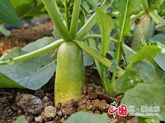 硒肥有哪些产品