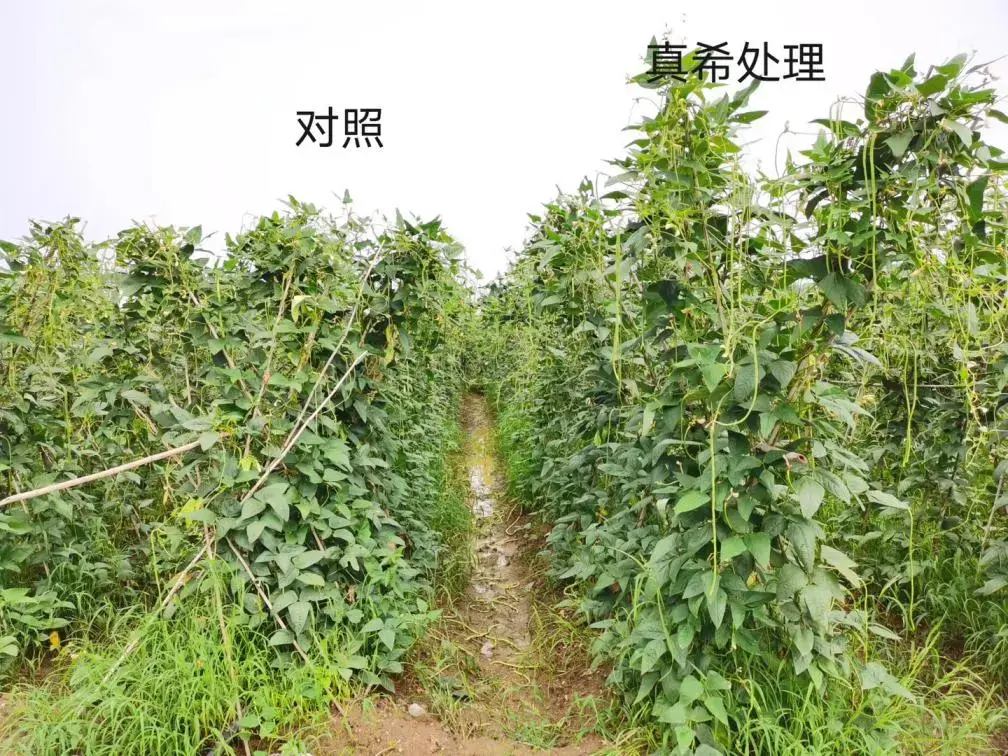 亚硒酸钠的产品