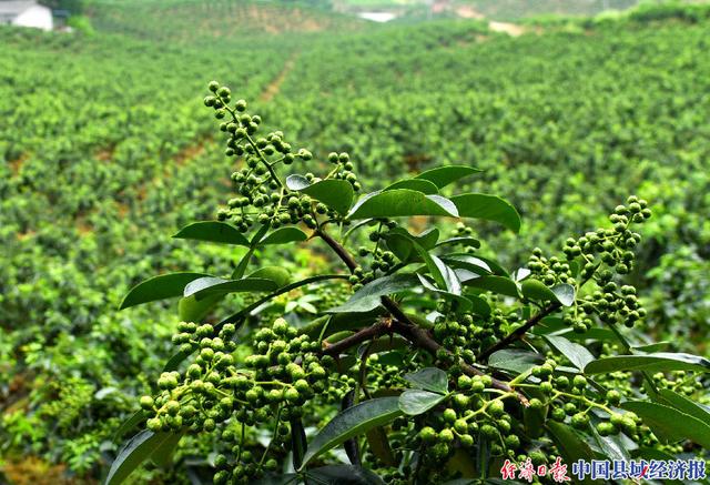 好硒农产品颁奖