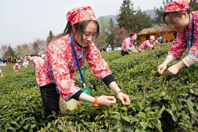 陕西紫阳富硒茶公司简介