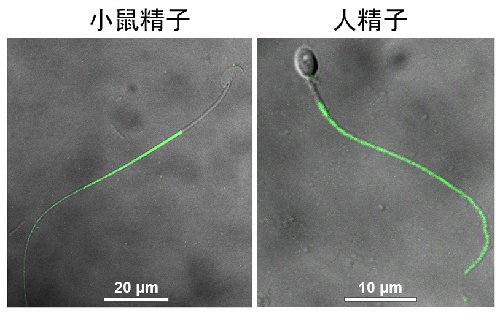 济南 锌硒宝片