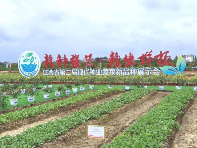 富硒蔬菜种植技术