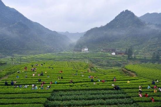 恩施富硒茶属于什么茶_有什么副作用？