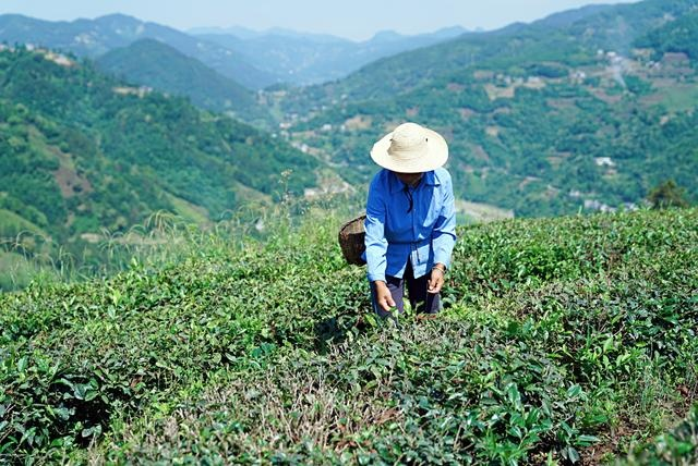 紫阳富硒茶观光园