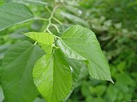 富硒桑叶茶的作用