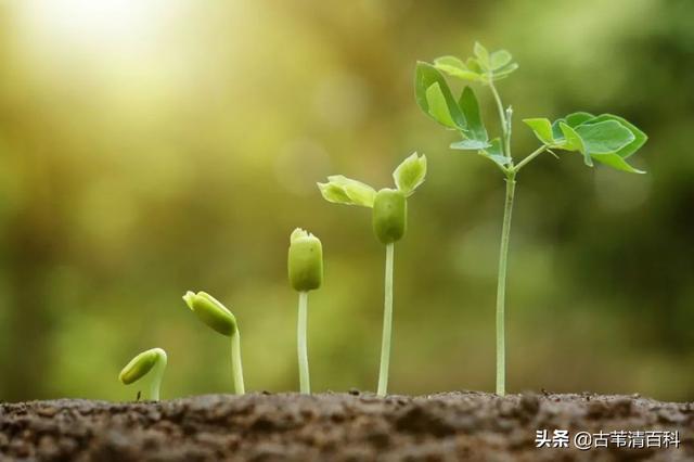 补硒便秘怎么回事