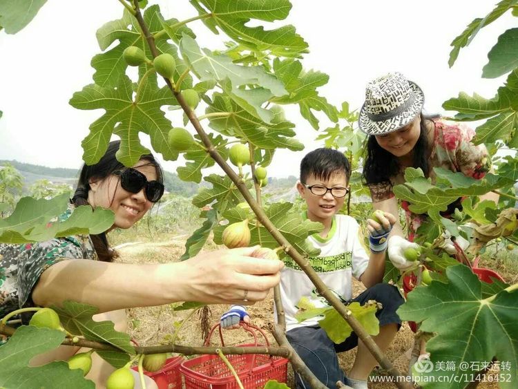 无花果怎么补硒的