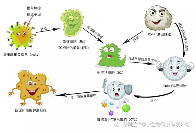 放疗 化疗 补硒