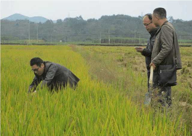 水稻种植怎么补硒