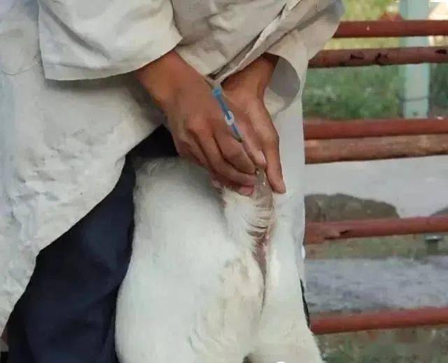 母猪补硒补几毫升