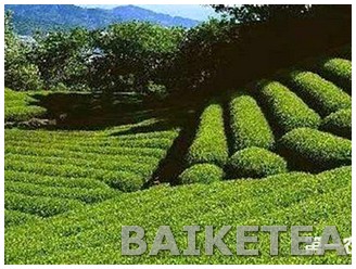富硒茶的补硒效果