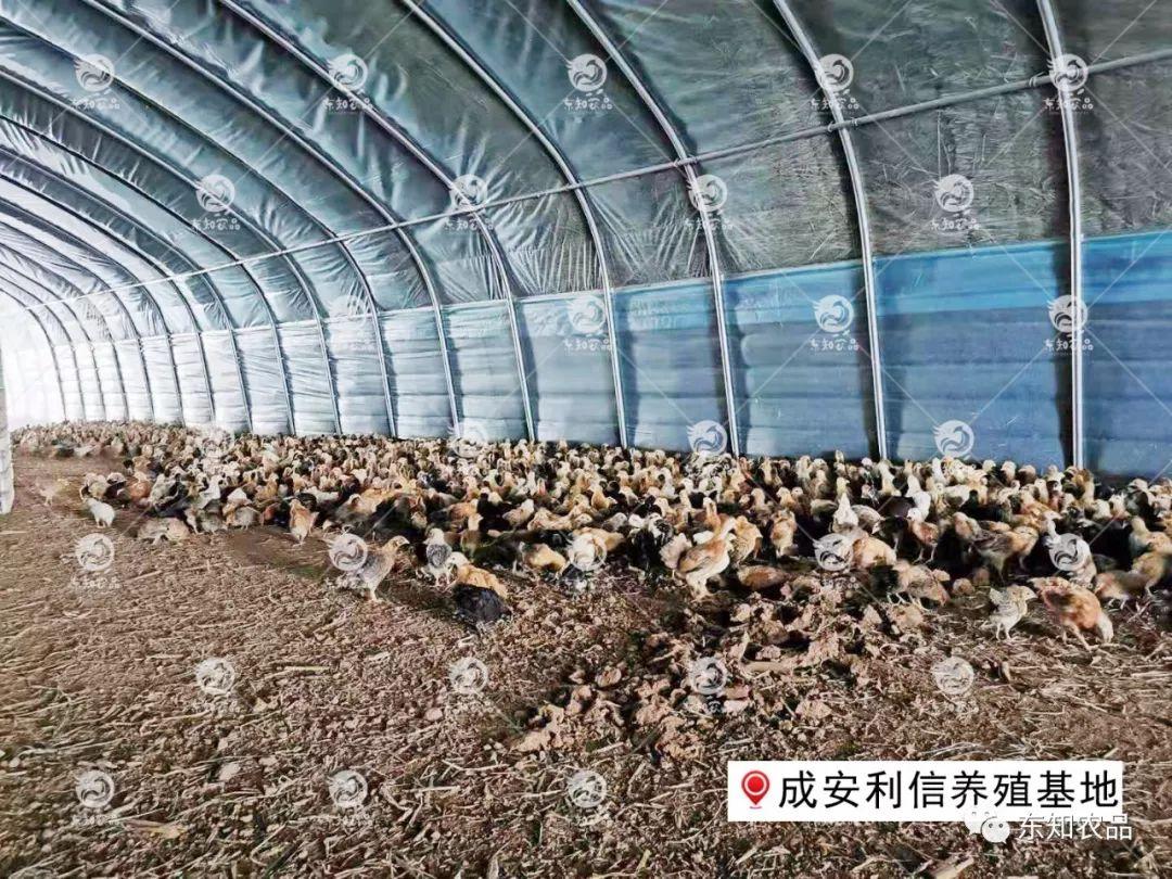 鸡补硒能连补几天
