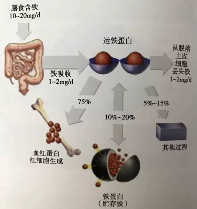 缺硒怎么补 女性