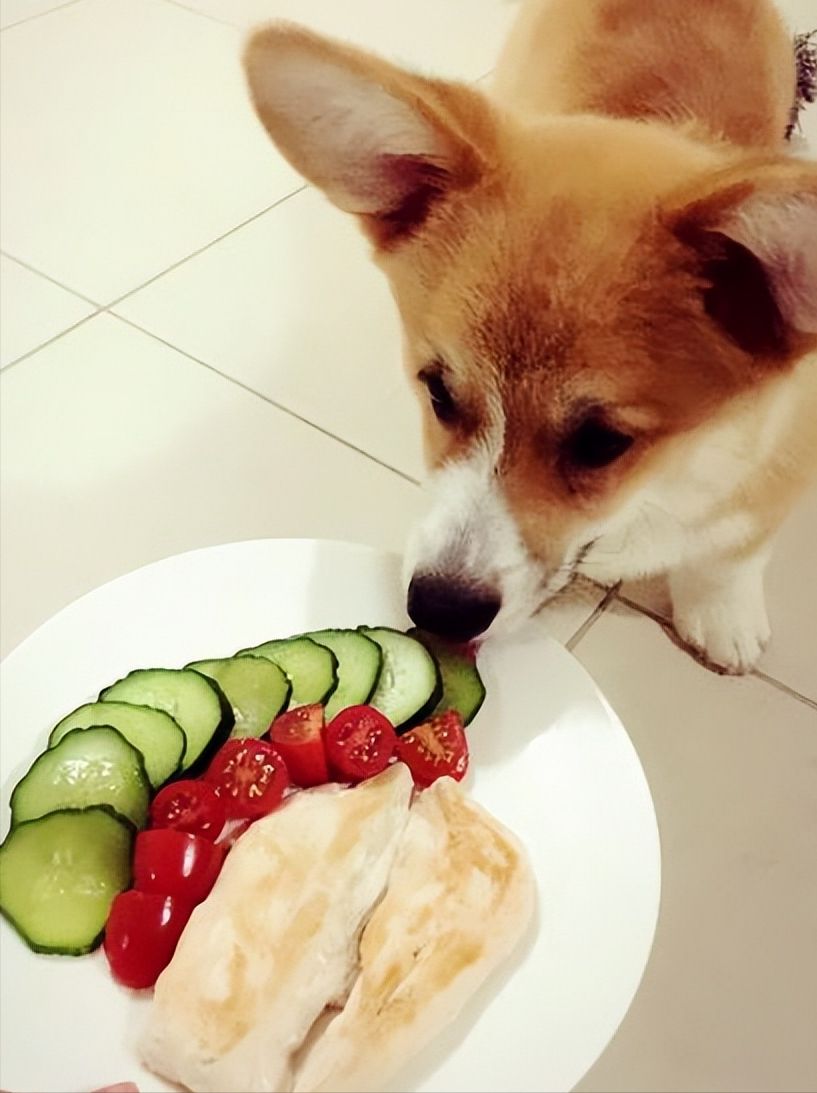 狗狗每天补多少硒