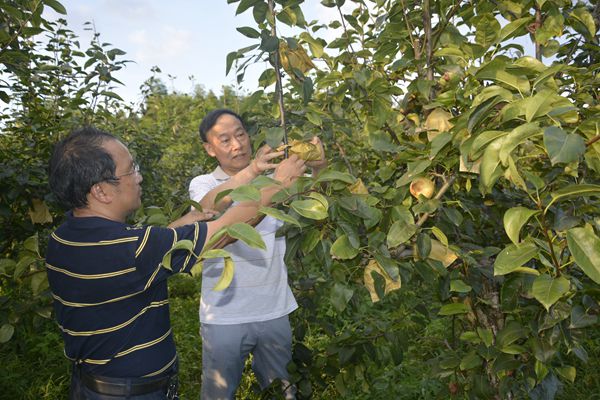 果树补硒产品价钱