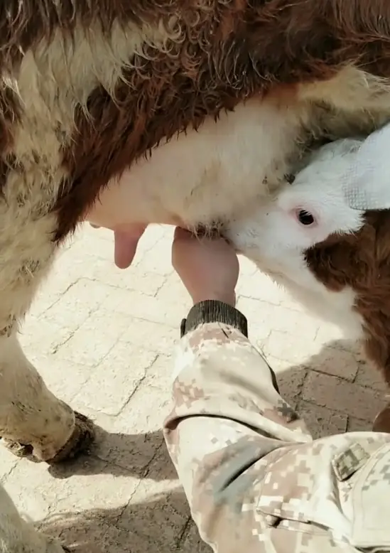 犊牛出生几天补硒